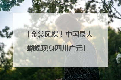 金裳凤蝶！中国最大蝴蝶现身四川广元
