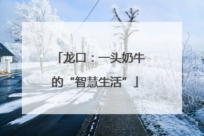 龙口：一头奶牛的“智慧生活”