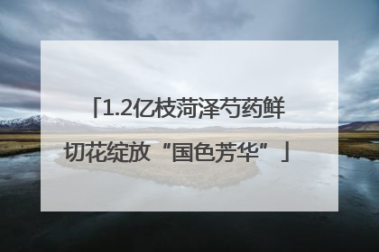 1.2亿枝菏泽芍药鲜切花绽放“国色芳华”
