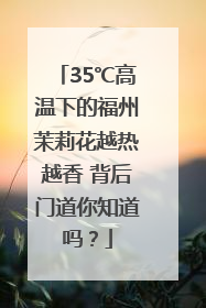 35℃高温下的福州茉莉花越热越香 背后门道你知道吗？